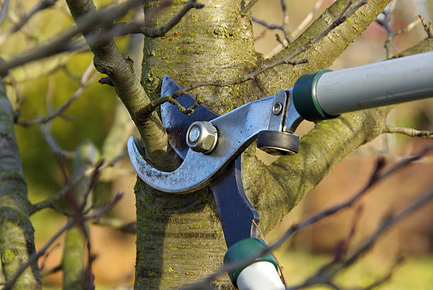 Safe Tree Trimming: Tools, Techniques, and Tips for Success