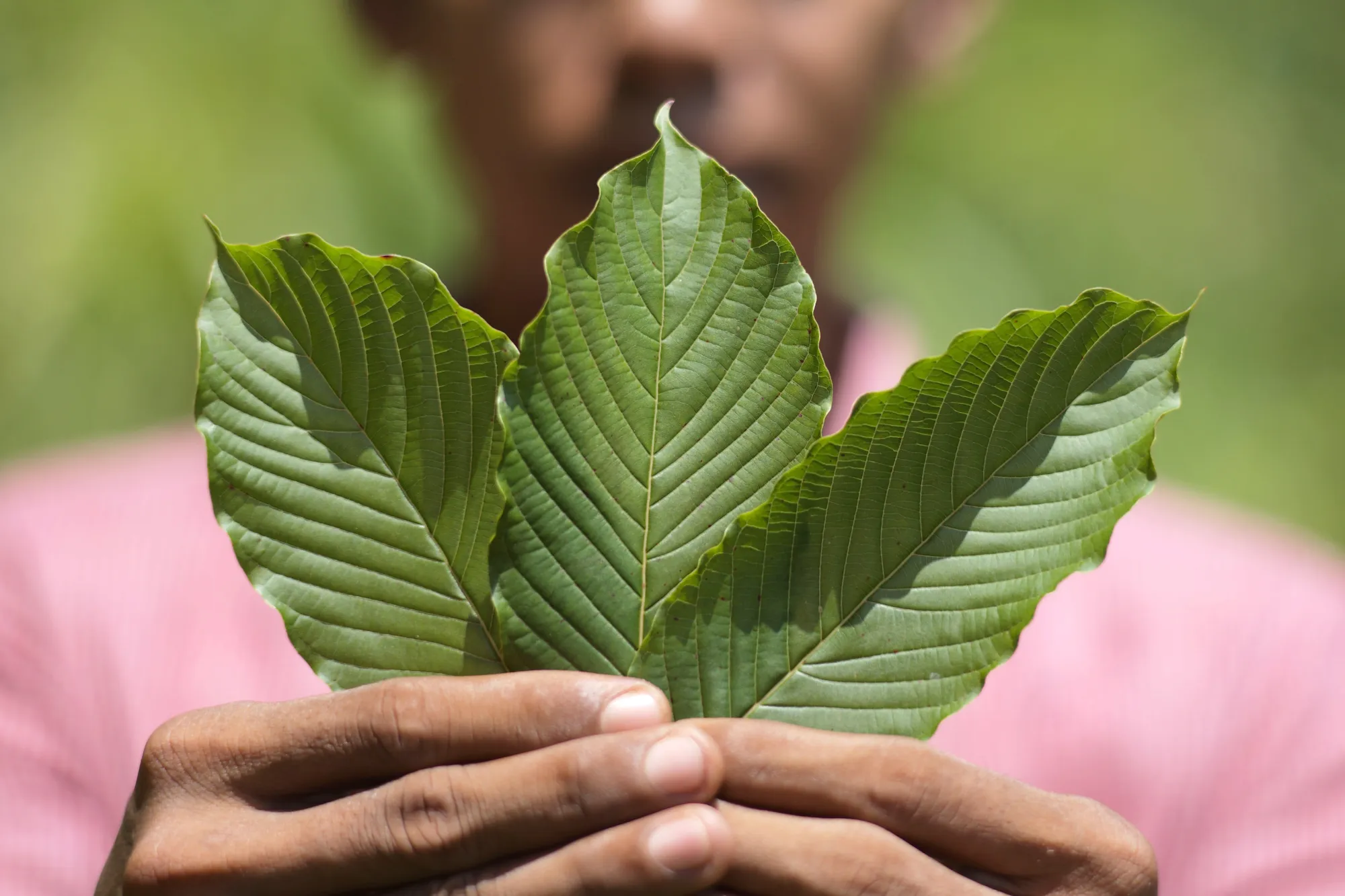 Kratom Tea: How to Brew the Perfect Cup Every Time